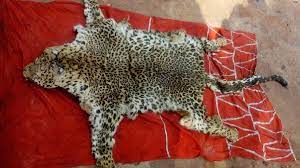 Leopard skin, nails dumped in lake in Aarey forest; probe launched