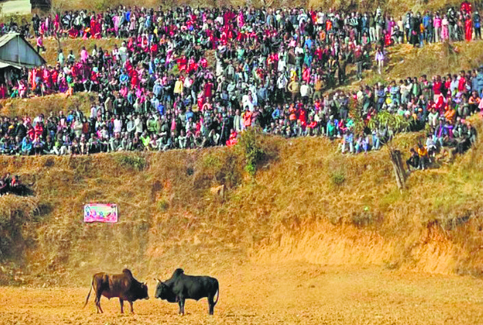 Nepal’s Taruka hosts annual ‘Bull Fighting’ festival ‘Goru Judhai’