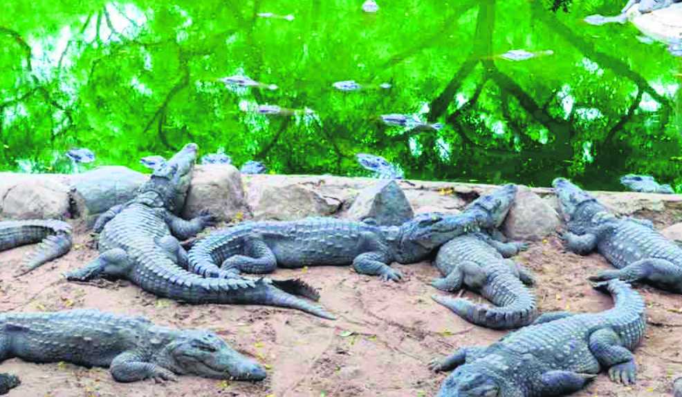 Odisha: 1,811 saltwater crocodiles counted in Bhitarkanika