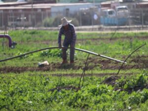 ‘SHORTAGE OF HANDS’: ISRAELI FARMERS PRAISE HIGHER QUOTA FOR FOREIGN WORKERS