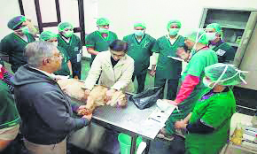 Around 400 posts of veterinary surgeons lying vacant in state