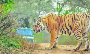 Drone deployed to locate tiger roaming in Rewari’s mustard fields