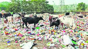 Ecogreen Strikes: Rs 80 cr unpaid, disrupts waste collection