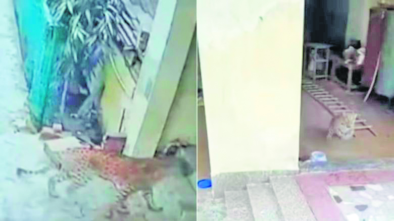 Leopard enters Gurugram residential zone, one injured