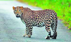 Leopard Incursion: Illegal Activities & Habitat Challenges Trigger Residential Invasions