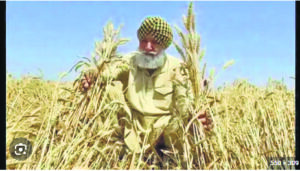 Critical rain shortage puts rabi wheat crop at risk in North India, sparks food security