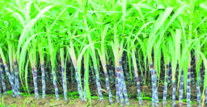 Haryana’s cooperative minister calls for increased sugar mill efficiency