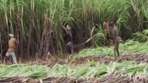 Tamil Nadu: Sugarcane Harvest Commences in Madurai for Pongal Festival