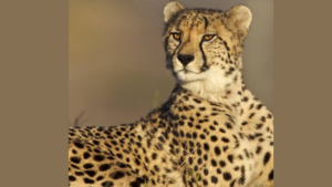 Wildlife; Namibian cheetah has birthed four