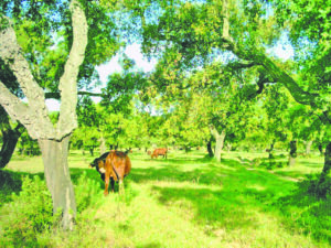 Forest Living for the Soul: Exploring the Spiritual Side of living in Nature