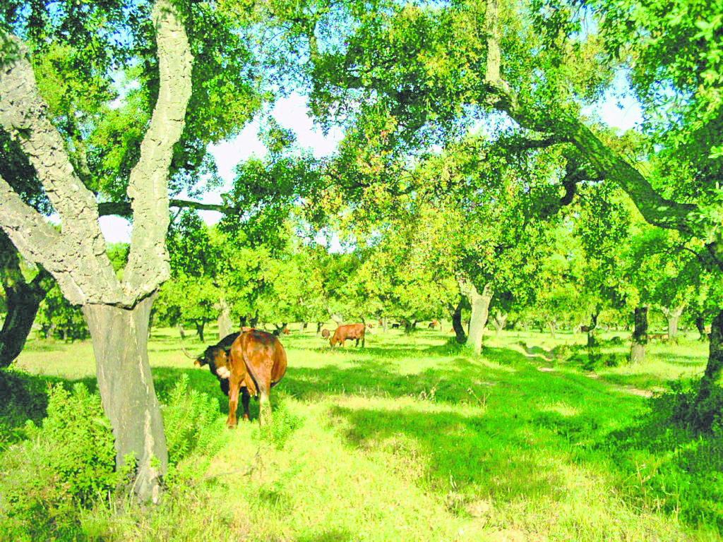 Forest Living for the Soul: Exploring the Spiritual Side of living in Nature