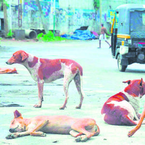 Supreme Court to hear Stray Dog Menace issue in february