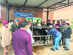 NADCP launches foot and mouth disease vaccination campaign in U.T. Chandigarh