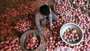 Why onion prices are surging in Maharashtra