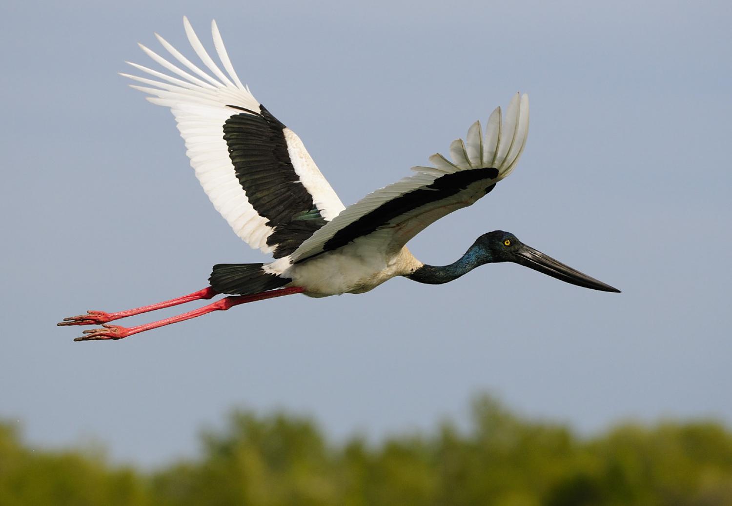 Bharatpur Bird Sanctuary- International Guests Flock to Rajasthan: Majestic Siberian Cranes Grace RAJASTHAN, ENCHANT Visitors