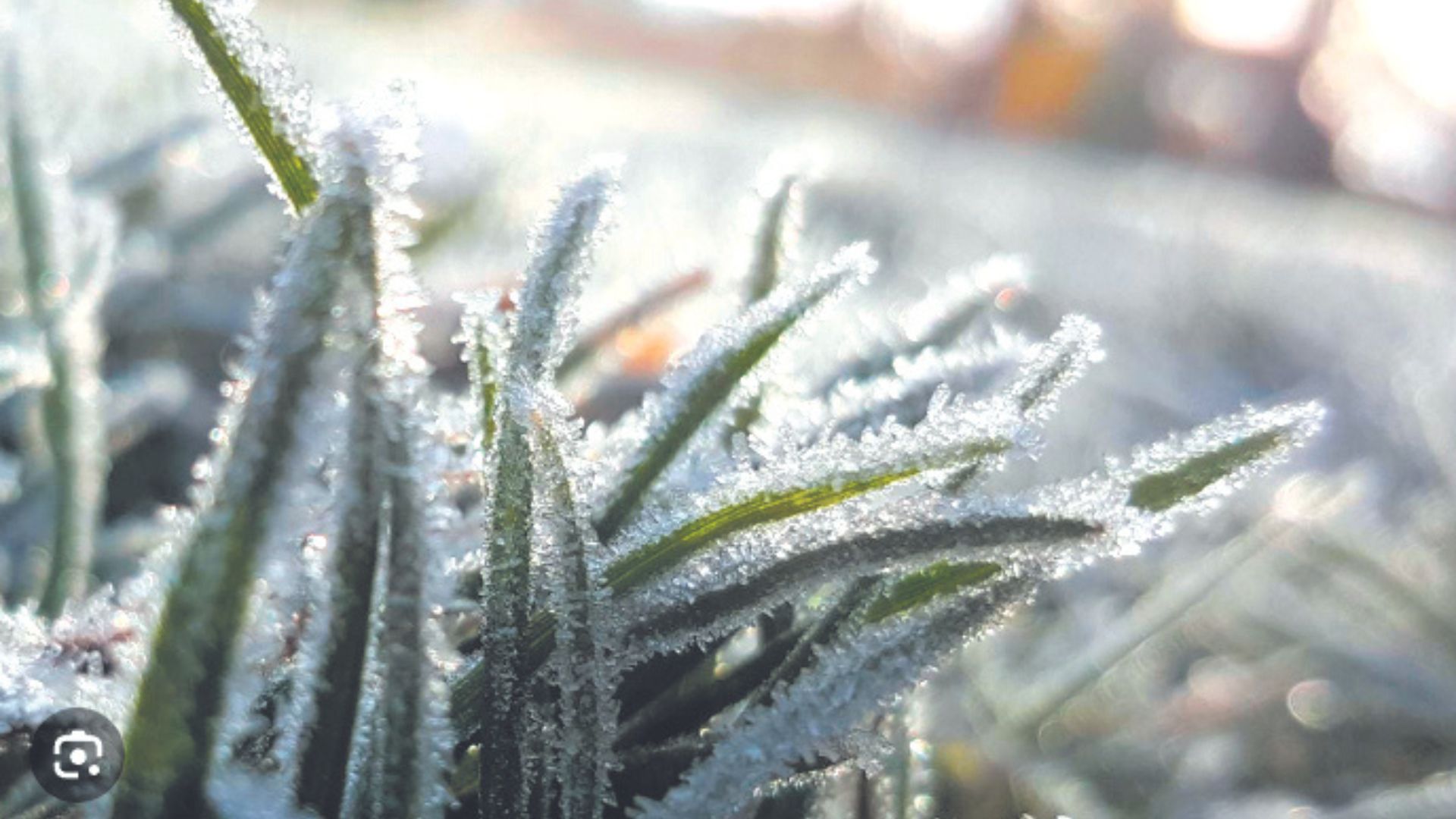 Caring for Your Lawn in Cold Weather: A Guide for Indian Winters