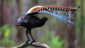 Lyrebird: Master of Mimicry