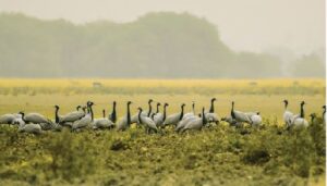 Tal Chhapar Wildlife Sanctuary: A Haven of Serenity Amidst Rajasthan’s Desert Landscape