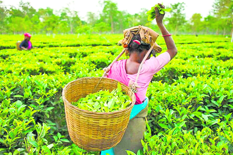 Immerse yourself in nature: The unique experience of staying in a Munnar Tea Estate