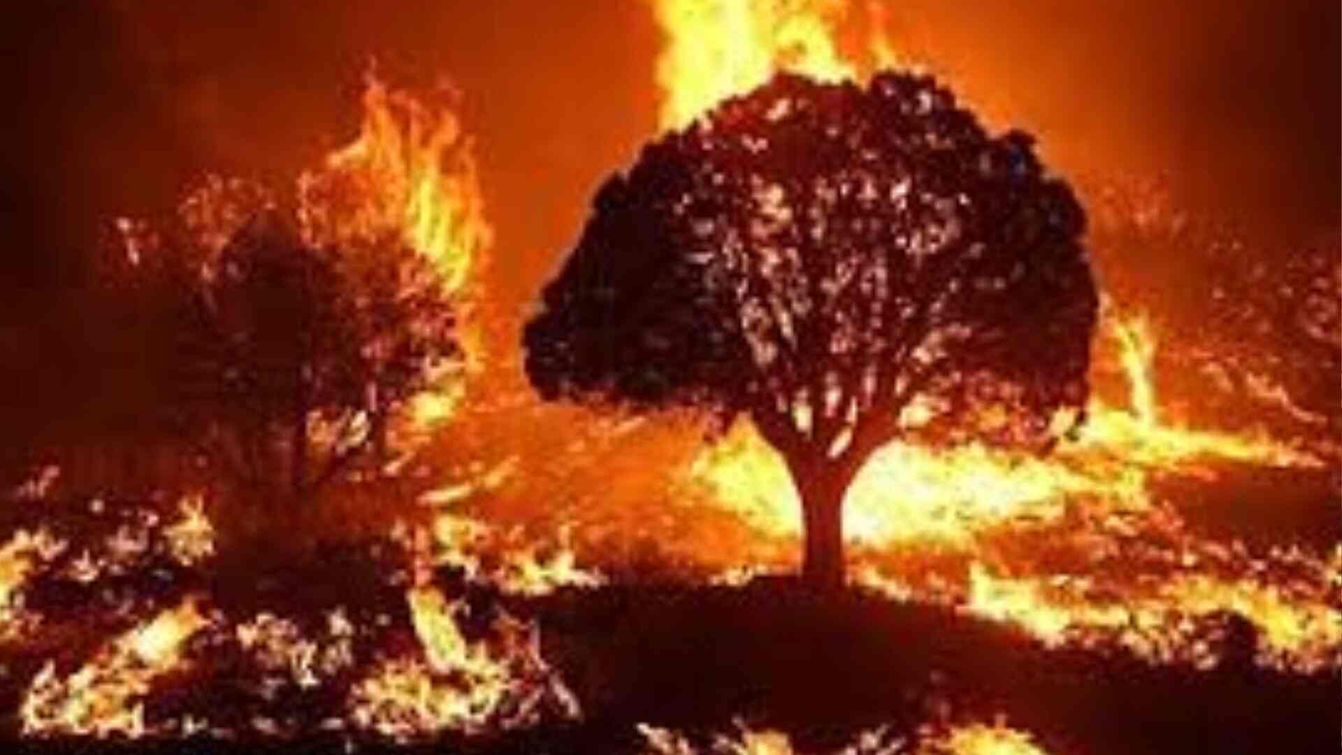 Uttarakhand Forest Fires: What causes forest fires and how common are they in India?