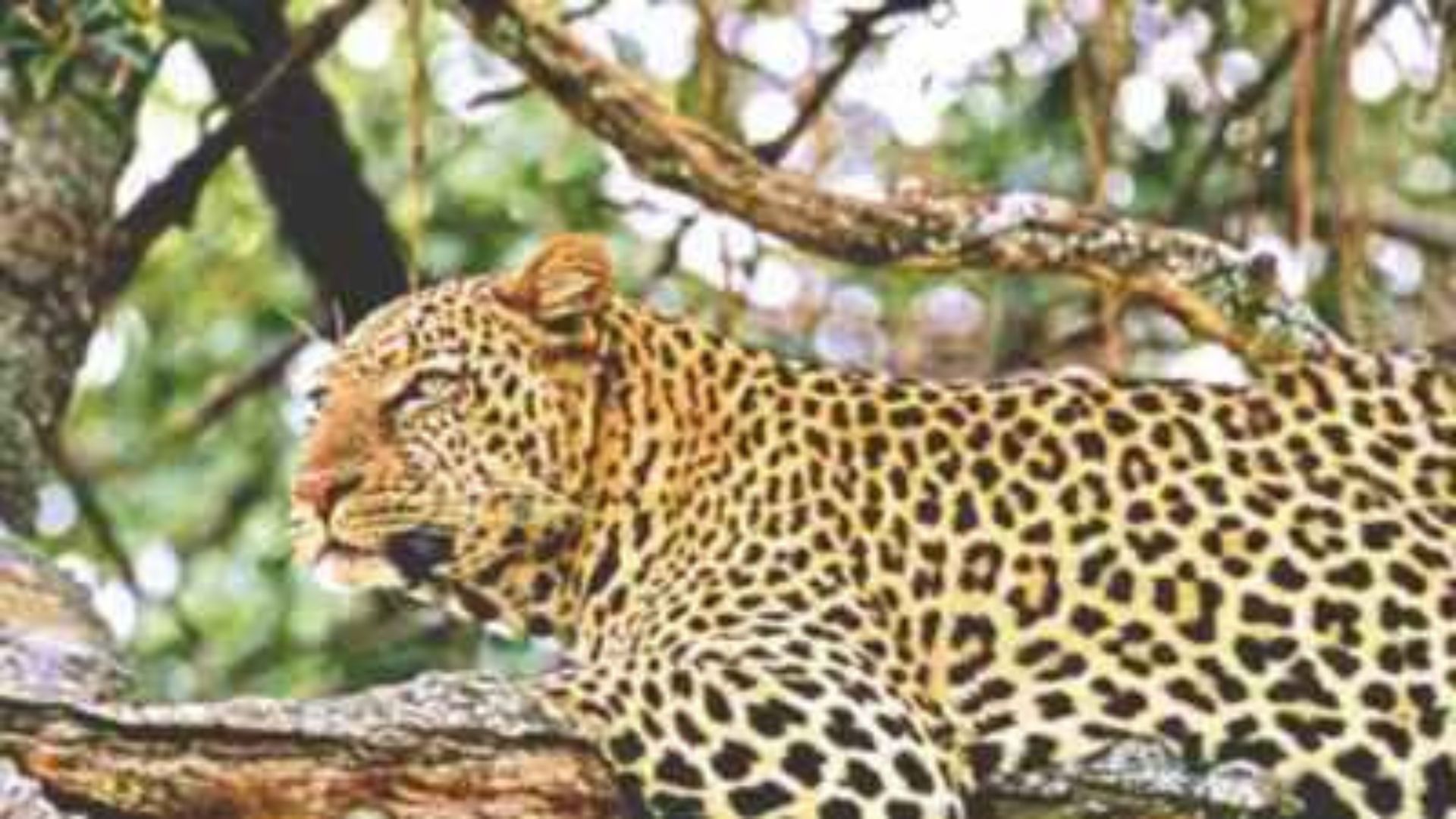 Wildlife Photographer Snaps Rare Leopard With Dual Eye Colors In Bandipur