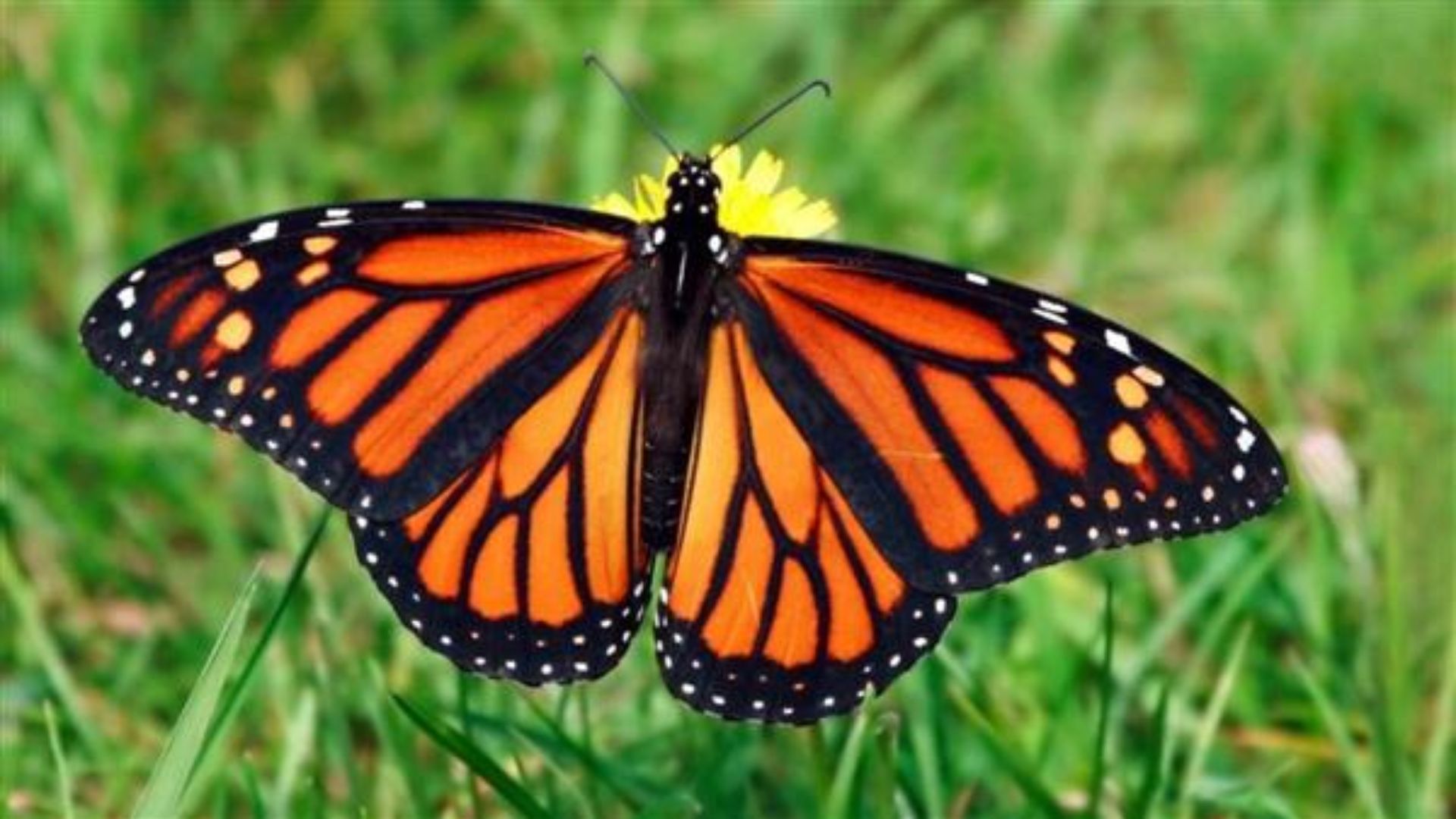 Tropical Butterfly Conservatory in Tiruchirappalli is home to 129 butterfly species