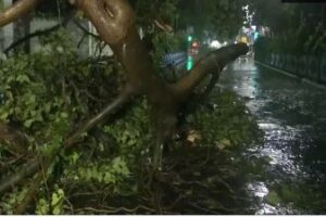 Cyclone Remal Makes Landfall, Authorities Engaged in Clearing Uprooted Trees in Kolkata Amid Rainfall