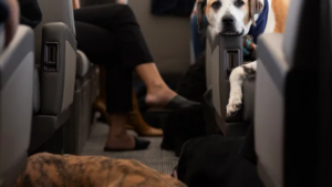 BARK Air: The World’s First Luxury Airline For Dogs Takes Off