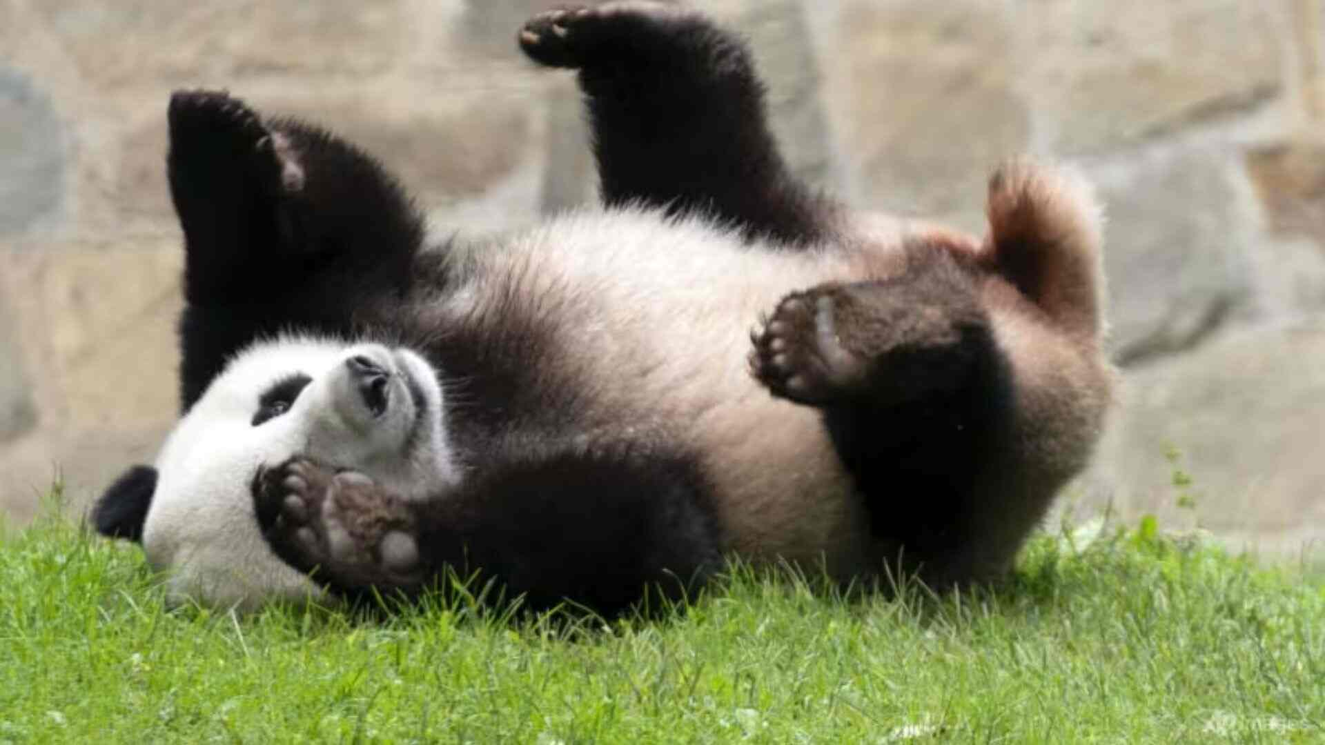 Giant Pandas