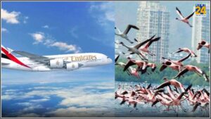 Mumbai: 39 Flamingos Killed After Hit By Emirates Flight In Ghatkopar Area