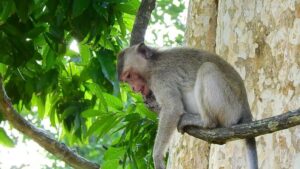 Bulandshahr Police Officer Rescues Monkey Amidst Heatwave