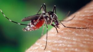 National Dengue Day 2024:Tips To Avoid Mosquito Bites