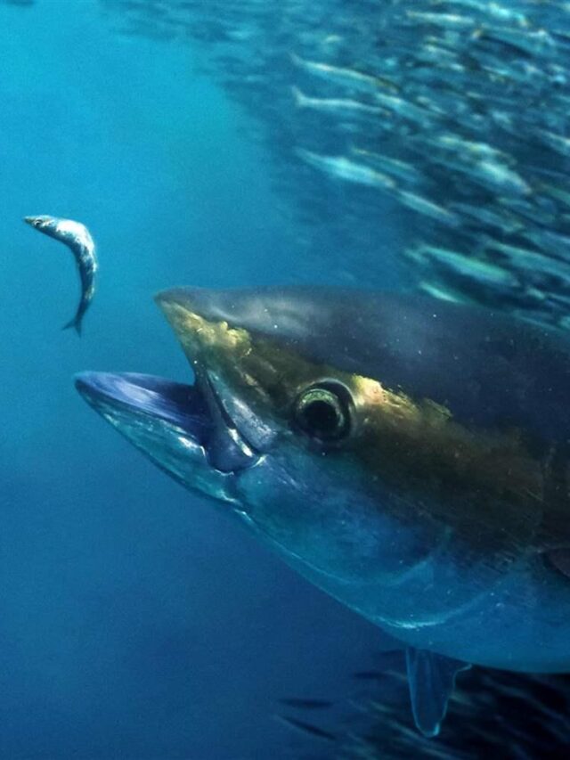 World Tuna Day: Celebrating A Vital Resource