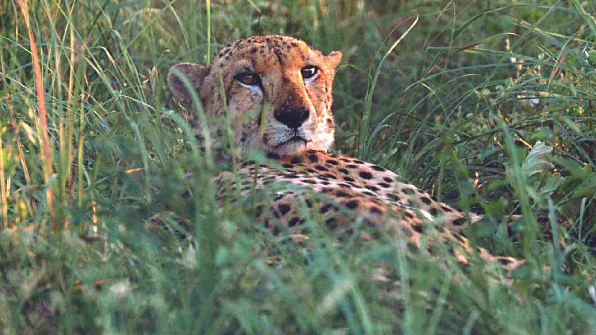 Cheetah Tracker Halt Their Work In Kuno National Park (Cheetah)