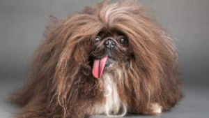 Frizzy-Haired Pekingese ‘Wild Thang’ Takes Home World’s Ugliest Dog Title