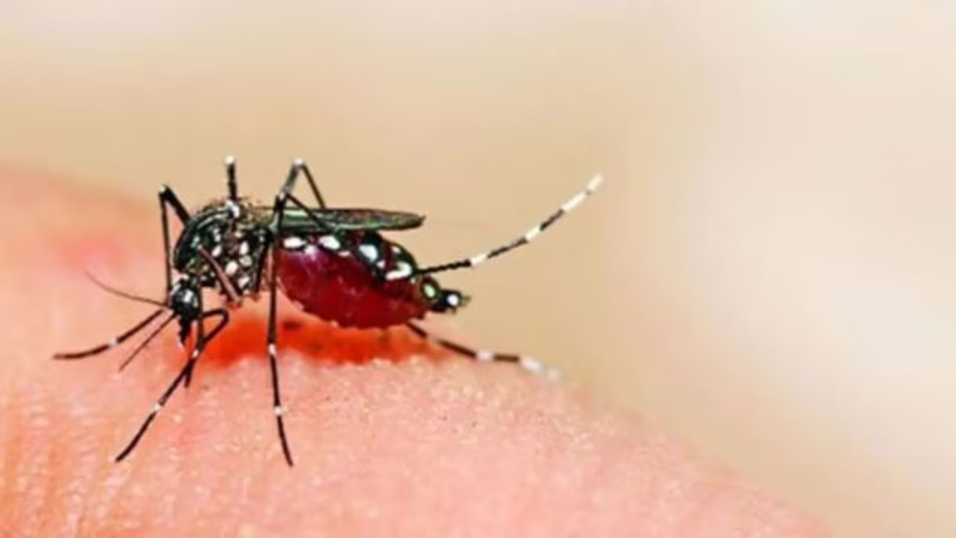 Bengaluru: First Dengue-Related Death Reported This Year