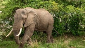 Zambia Safari Terror: New Mexico Woman Trampled To Death By Elephant