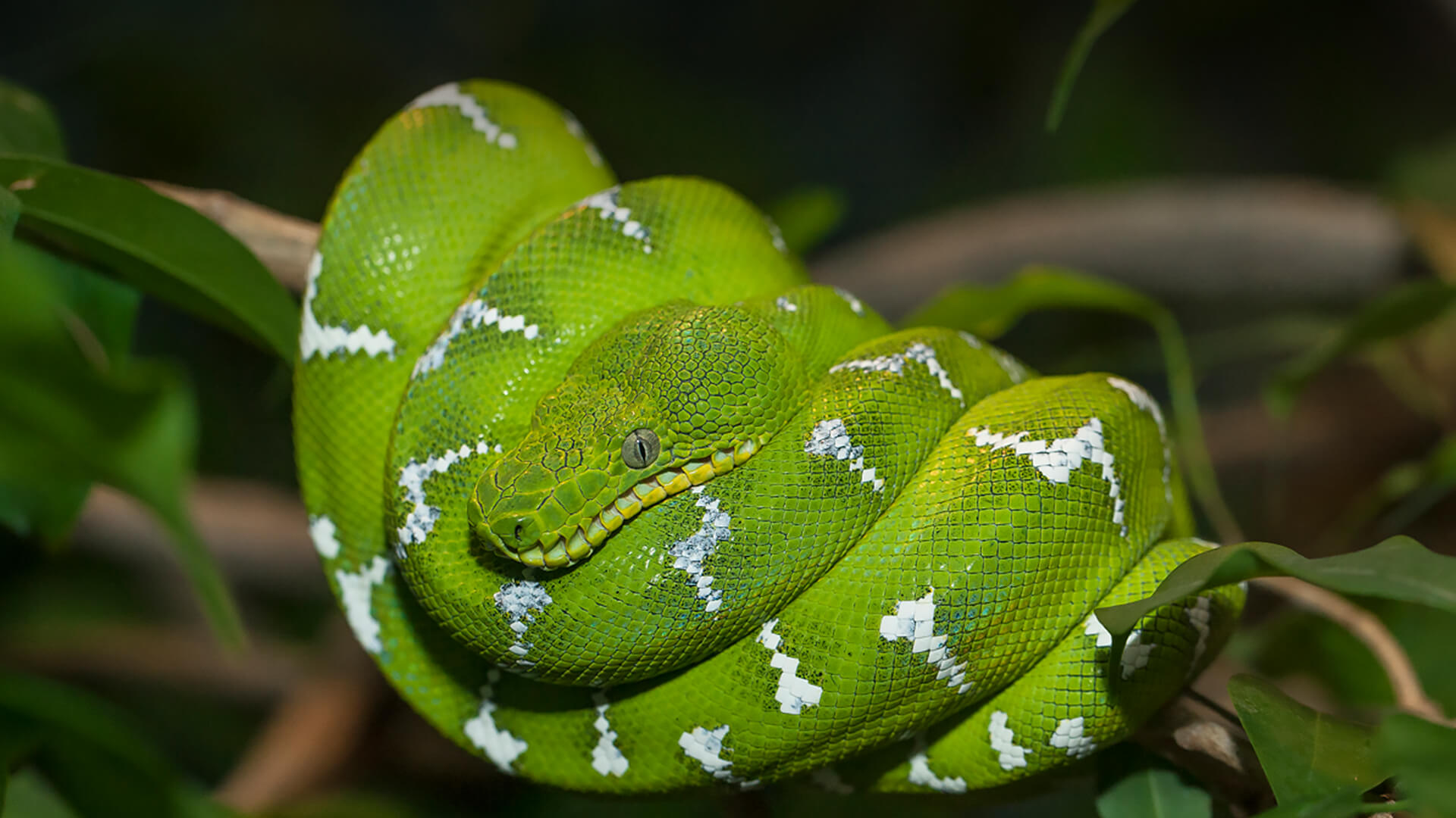 Snake, Presumed Male For Years, Gives Birth To 14 Snakelets