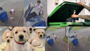 Viral Video Of Woman Dumping Puppies In Trash Can Sparks Outrage