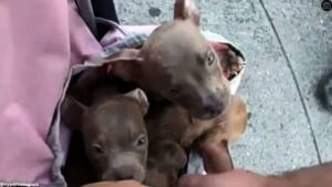 NYPD Rescues Six Pitbull Puppies From Heating Bag In Queens