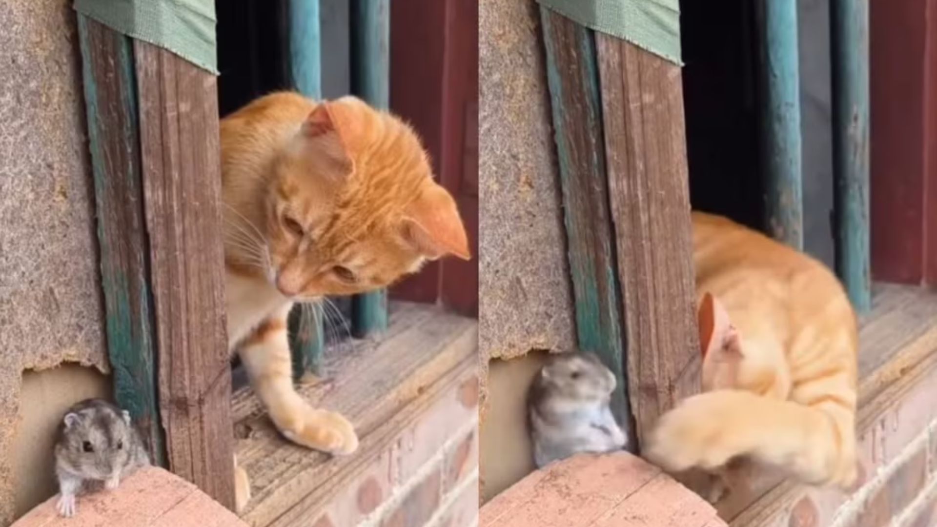 Cat And Mouse Sleeping Together: The Real-Life Tom And Jerry Moment We’ve Always Dreamed Of