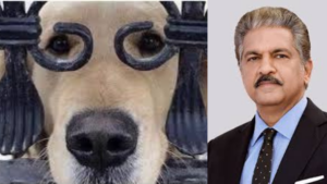 Anand Mahindra’s Dog Caption Contest: ‘Indognito Mode’ Steals The Show