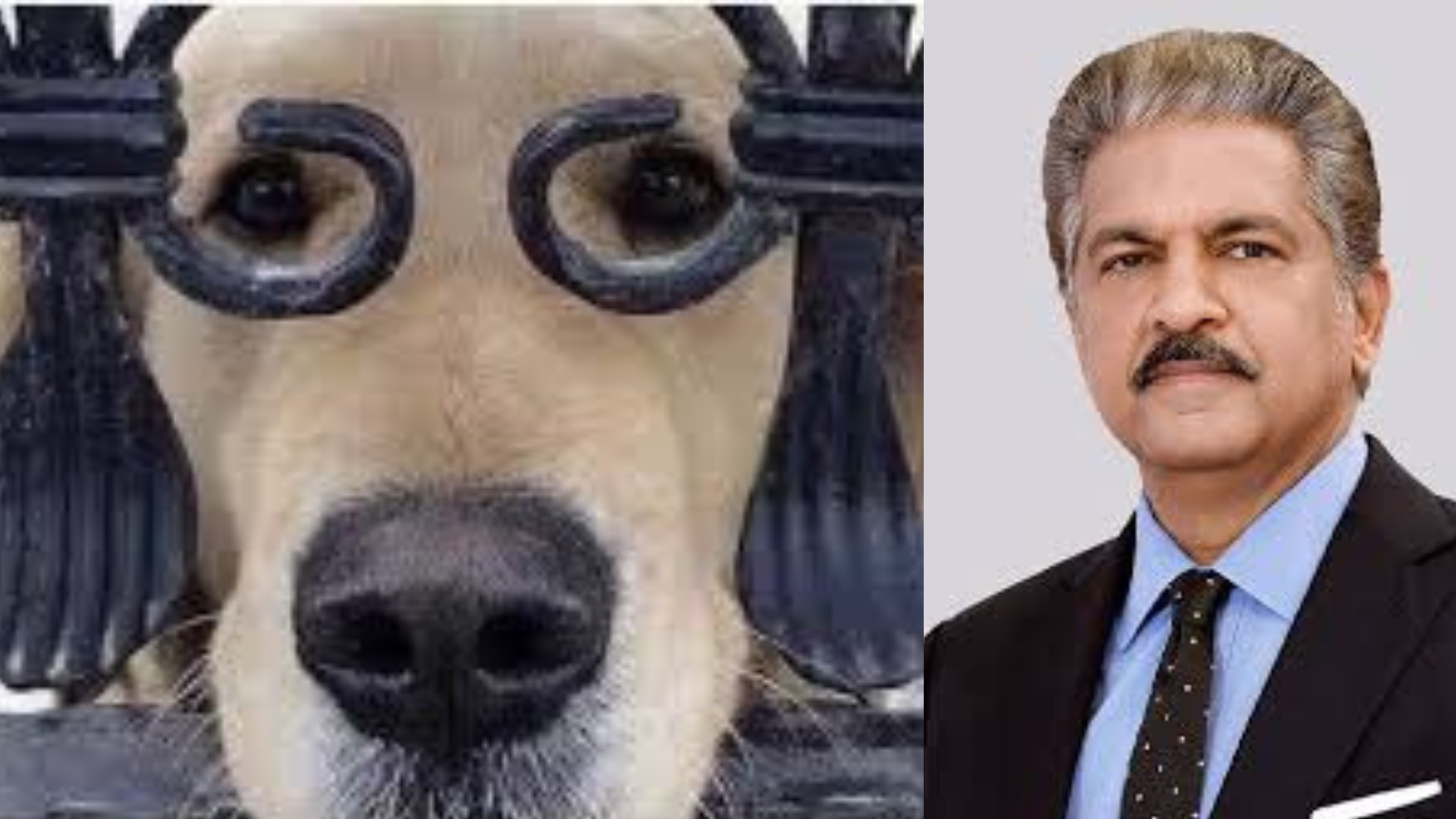 Anand Mahindra's Dog Caption Contest: 'Indognito Mode' Steals The Show