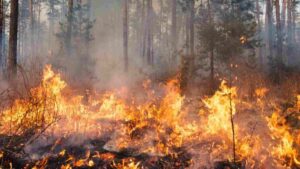 Jammu And Kashmir: Fire Erupts In Ramnagar Forest Division