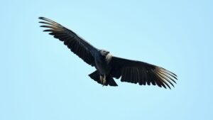 Vulture Takes An Unexpected Ride With Paraglider In Brazil, Video Goes Viral