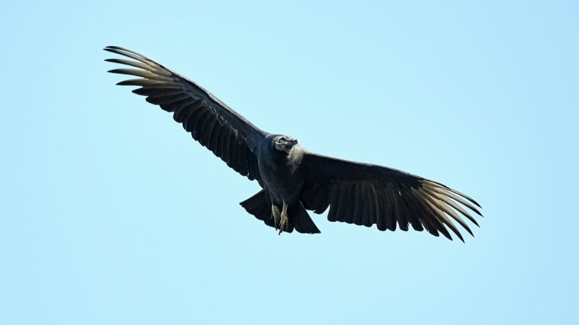 Vulture Takes An Unexpected Ride With Paraglider In Brazil