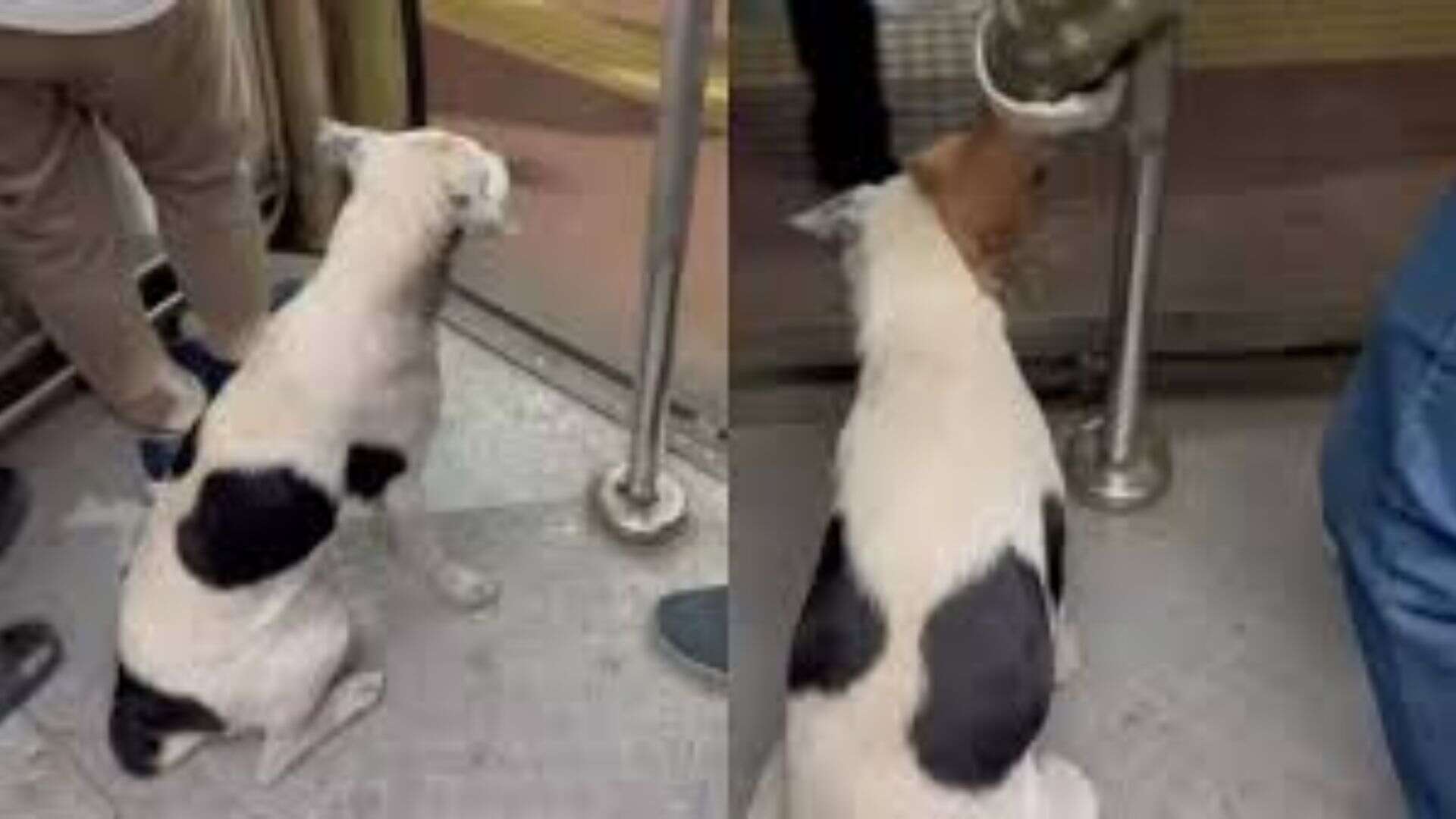 Dog’s Train Etiquette Shames Commuters In Viral Mumbai Local Video