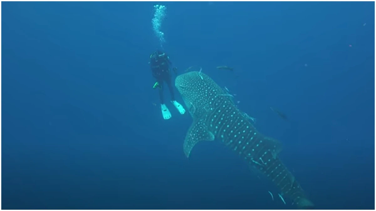 Watch: Scuba Diver's Incredible Close Encounter With Whale Shark Captured On Camera