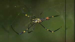 Giant, Venomous Joro Spiders Could Invade New York City This Summer