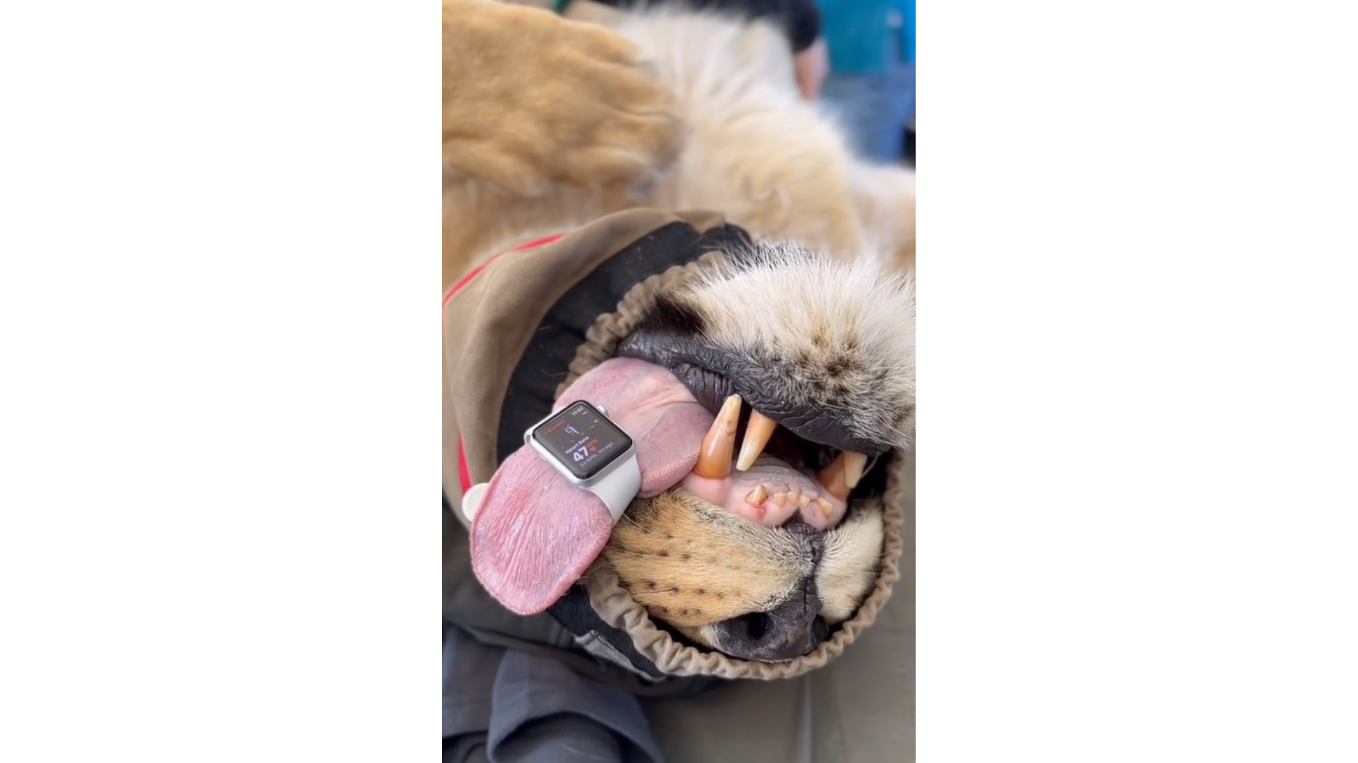 Veterinarian's Surprise Finding: Apple Watch Tracks Lion's Heart Rate Alongside Humans